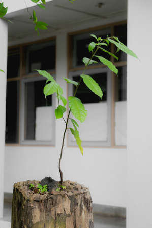 A plant grow from a truncated stem