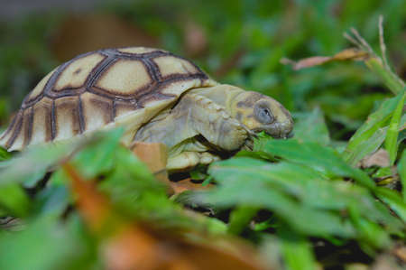 A small tortoise on the grassの写真素材