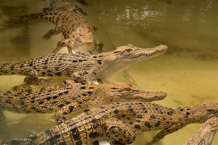 A group of young crocodiles are doing basking