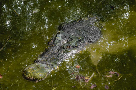 A saltwater crocodile (Crocodylus porosus) observe from the water