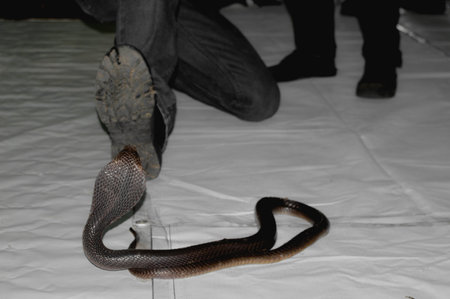 Trying to provoke Naja sputatrix with boots
