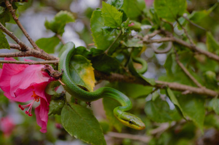 A Red-Tailed Racer (Gonyosoma oxycephalum) is on alert position at the morning