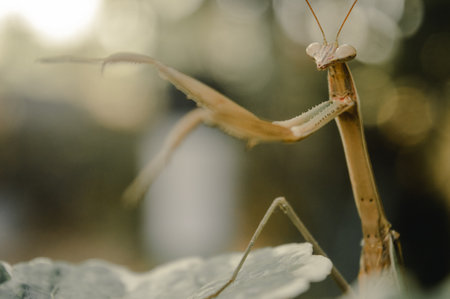 A praying mantis stretch its forelegs to intimidate threatsの写真素材