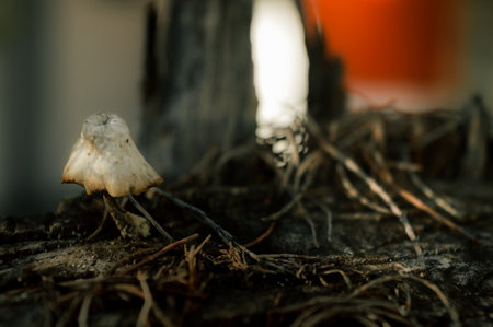 A growing mushroom on the dead logの写真素材