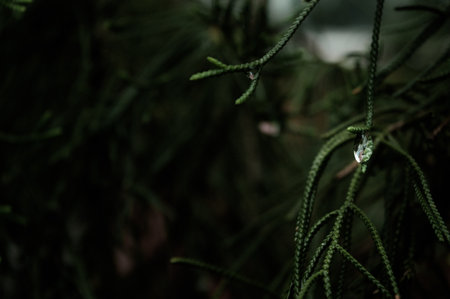 Water droplet on the hoop pineの写真素材