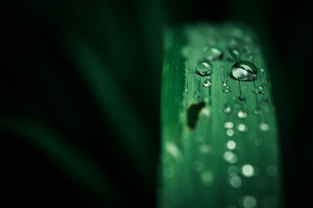 The water droplets after rainの写真素材