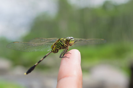 A happy green dragonfly rest on the finger of humanの写真素材