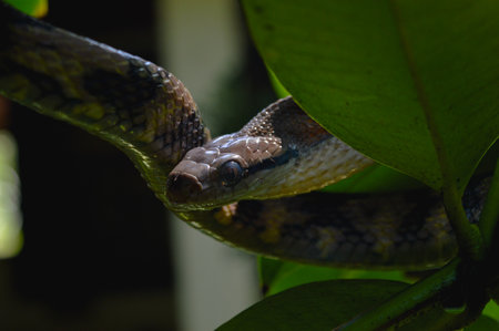 Boiga cynodon, commonly known as the dog-toothed cat snake