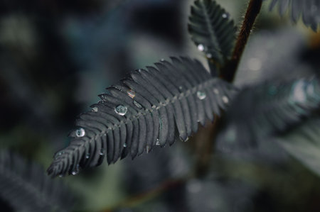Leaves with drops of water. Can be used as backgroundの写真素材