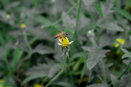 Flying honey bee collecting pollen at yellow flower. Bee flying over the yellow flower in blur backgroundの写真素材