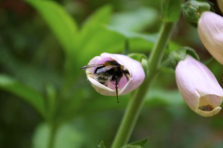 Bumblebee in flowerの写真素材
