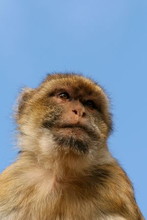 Barbary Macaque monkey