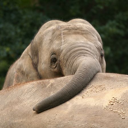 Elephant hugging other elephant