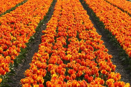 Orange tulip-fieldの写真素材