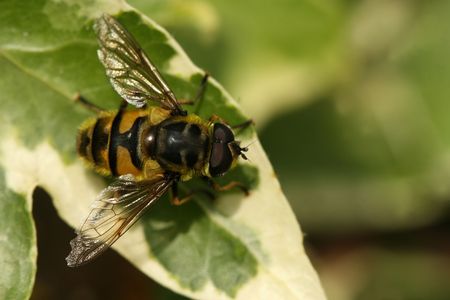 Bee on a leaf