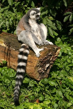 Ring-tailed lemur