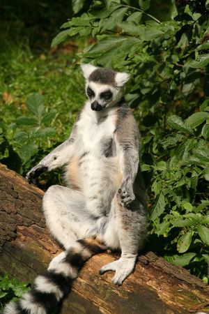 Ring-tailed lemur