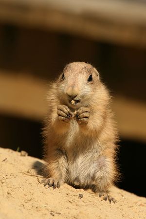-prairie-dog eating