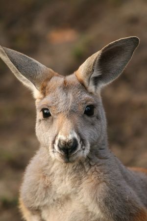 Kangaroo looking at youの写真素材