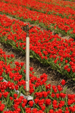 Field of red tulips with sprinklerの写真素材