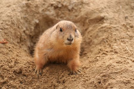 Prairie-dog