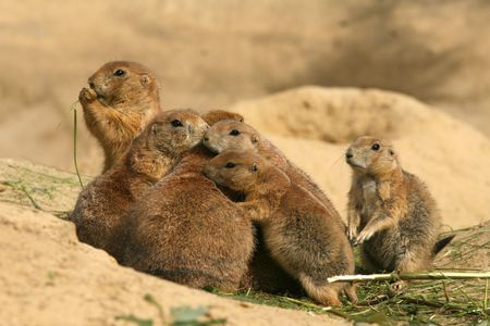 Group prairie dogs