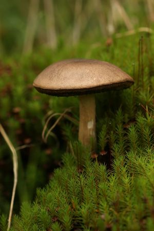 Autumn scene: brown mushroom