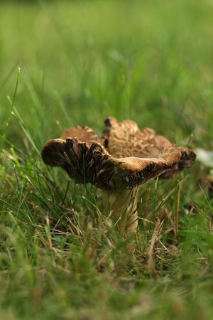 Autumn scene: mushroom in grass