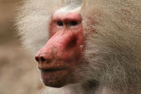 Portrait of a baboon