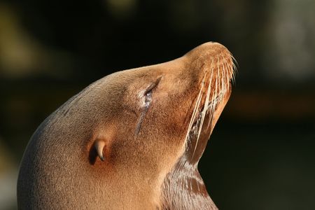 Portrait of a crying sea-lion