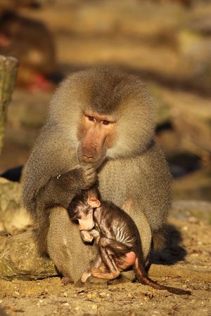 Male baboon with baby