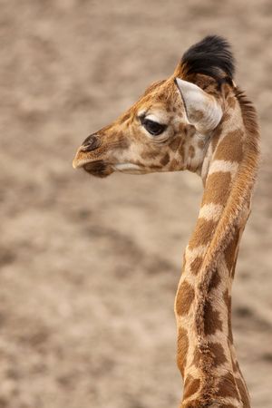 Baby giraffeの写真素材