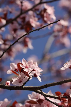 Spring blossomsの写真素材