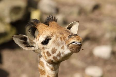 Baby giraffe sticking out its tongueの写真素材
