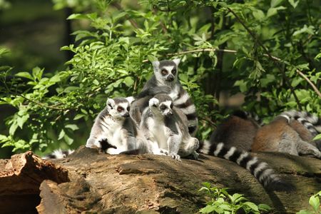 Ring-tailed lemur sitting on a log