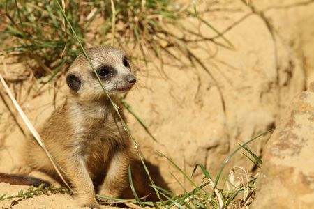 Baby meerkatの写真素材