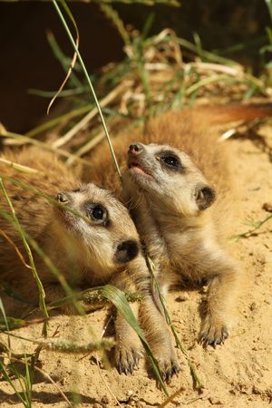 Baby meerkats looking upの写真素材