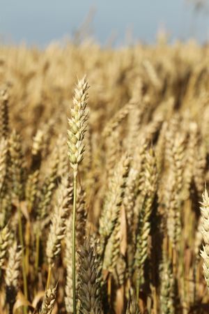 Field of wheatの写真素材