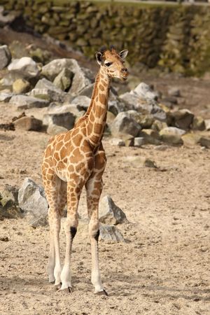 Baby giraffeの写真素材