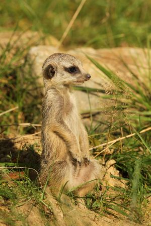 Little meerkat standing uprightの写真素材