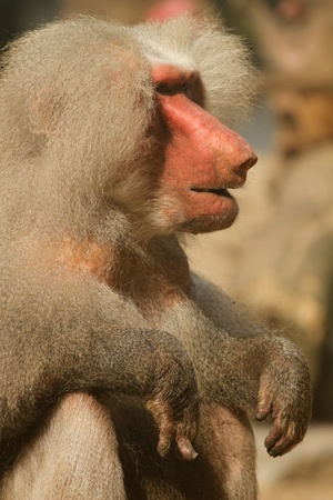 Male baboonの写真素材