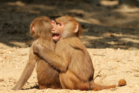 Two young baboons playing