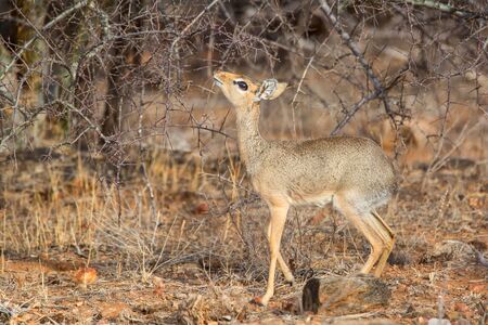 Fat fat surching for food in the bushes or Samburu National Park in Kenyaの写真素材