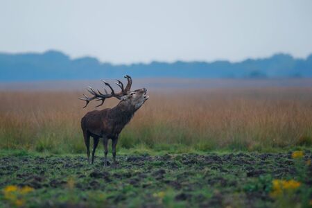 Red deer stag bellowing in the rutting season in Hoge Veluwe National Park in the Netherlands
