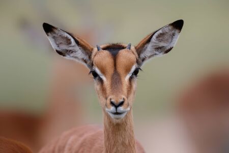 Portrait of a young male impala in Kruger National Park in South Africa in the green season