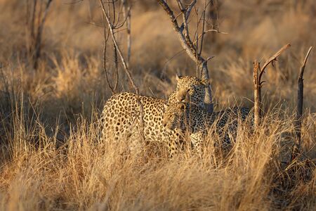 Leopard mating couple in Sabi Sands Game Reserve in the Greater Kruger Region in South Africa
