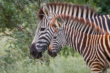 Zebra in Kruger National Park in South Africa