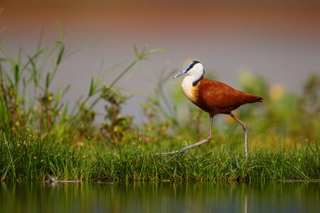 African Jacana walking on the bank of a pond in a game reserve in South Africaの写真素材