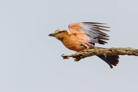 Purple Roller flying away from a branch in Kruger National Park in South Africaの写真素材