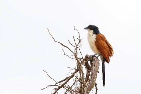 Burchell's Coucal sitting in top of a bush in Kruger National Park in South Africaの写真素材